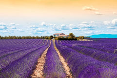 Origen Bulgaria: lavanda cultivada para fragancias y cosmética natural.
